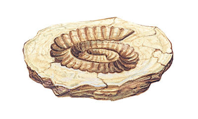Related Image
