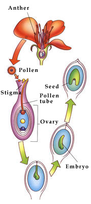 Related Image