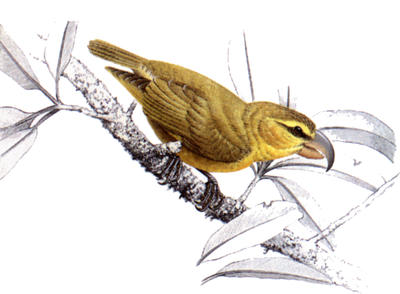 Different birds have evolved different beaks to deal with different types of food.