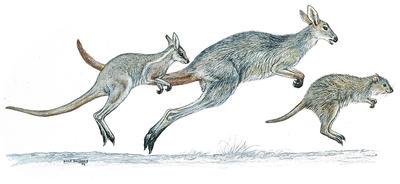 Many different animals have evolved the technique of bounding along on two legs.