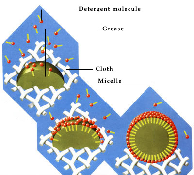 In a washing machine, detergent molecules attach themselves to large grease globules and lift them off the cloth.