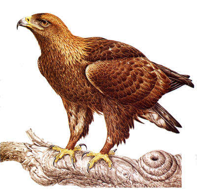 Related Image