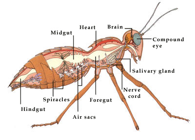 A cross section through the body of an insect showing the most important tissues and organs