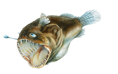 Many deepsea fish are phosphorescent, which means they glow in the dark.