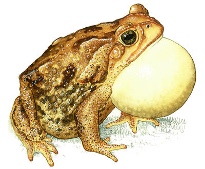 A bullfrog inflates its air sac to make its croak sound louder.