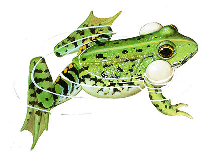 The edible frog has a pair of air sacs underneath its ears.