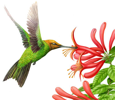 Hummingbirds can hover, fly forward and backward, and up and down in their search for nectar. 