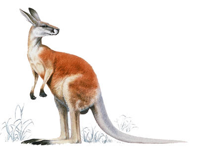 A kangaroo is a marsupial mammal. The young develop inside a pouch on the mother's body.