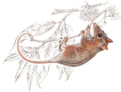 The tail of the honey possum is longer than its head and body together.