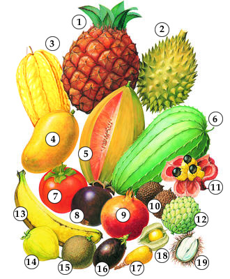 In addition to the familiar banana and pineapple, a wide variety of tasty tropical fruits can be found in food stores.