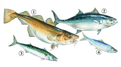 Fish caught for food include (1) Atlantic cod, (2) skipjack tuna, (3) common mackerel, and (4) Atlantic herring.